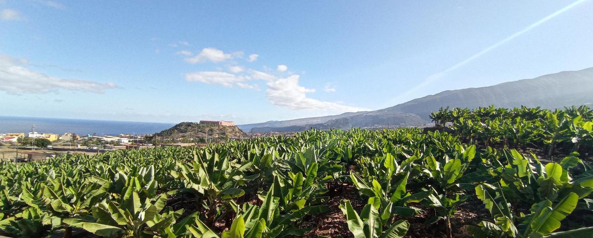 Parque La Luz Διαμέρισμα La Orotava Εξωτερικό φωτογραφία